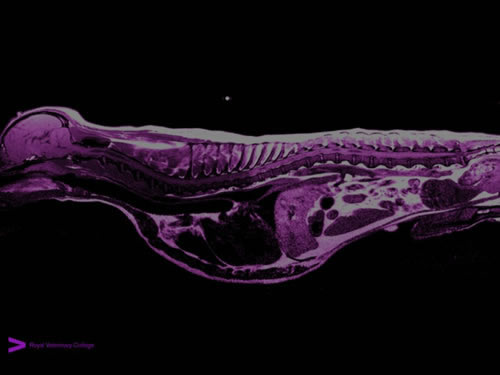 A Cavalier King Charles Spaniel which has Syringomyelia and Chiari-like malformation