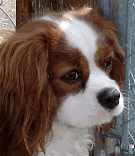 Cavalier King Charles Spaniel