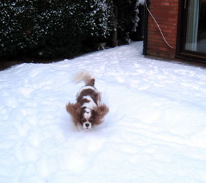 Lucy Dawson's Cavaliers