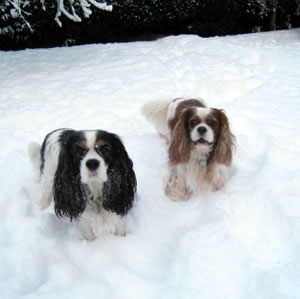 Lucy Dawson's Cavaliers