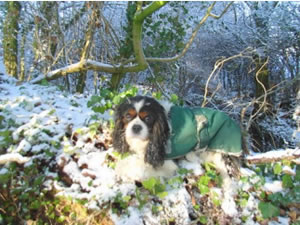 Philippa Biddle's Cavaliers