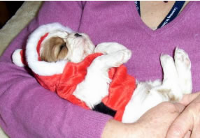 Philippa Biddle's Cavaliers