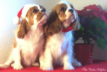 Nadine Schiefner's Cavaliers