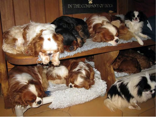 Dogs owned by Sandra Ireland and Dave Moger