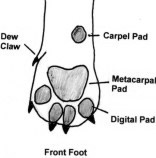 Underside of Pad