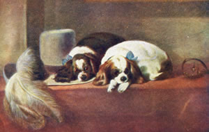 Alternative Cavalier's Pets