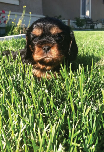 Tasha, owned and bred by Leila Grandemange